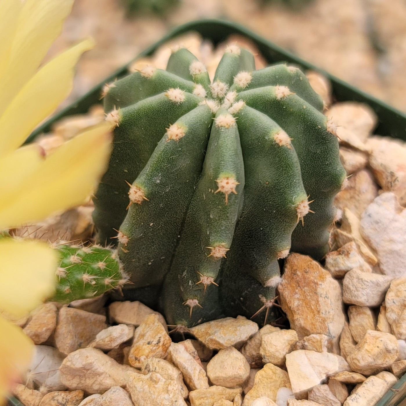 Echinocereus subinermis