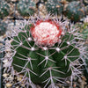 Melocactus violaceus no cephalium