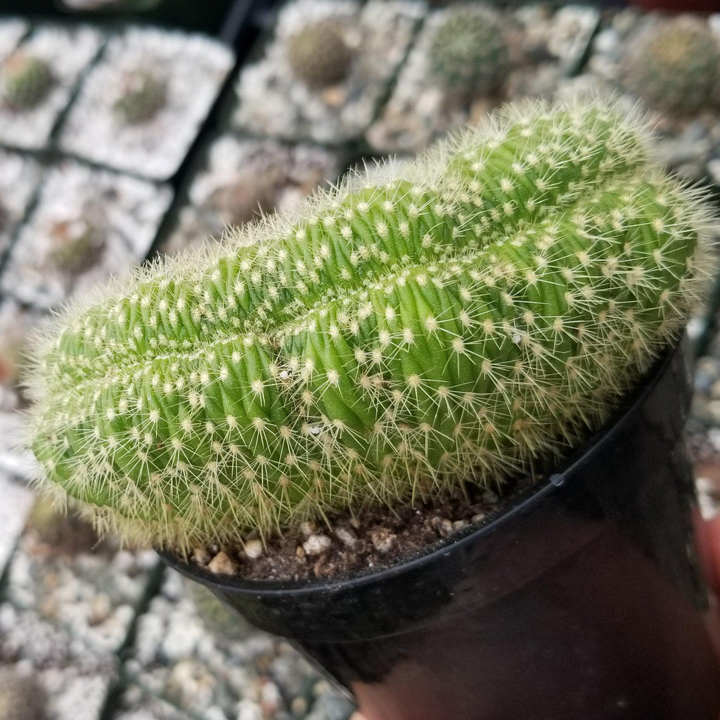 Trichocereus huascha cristata