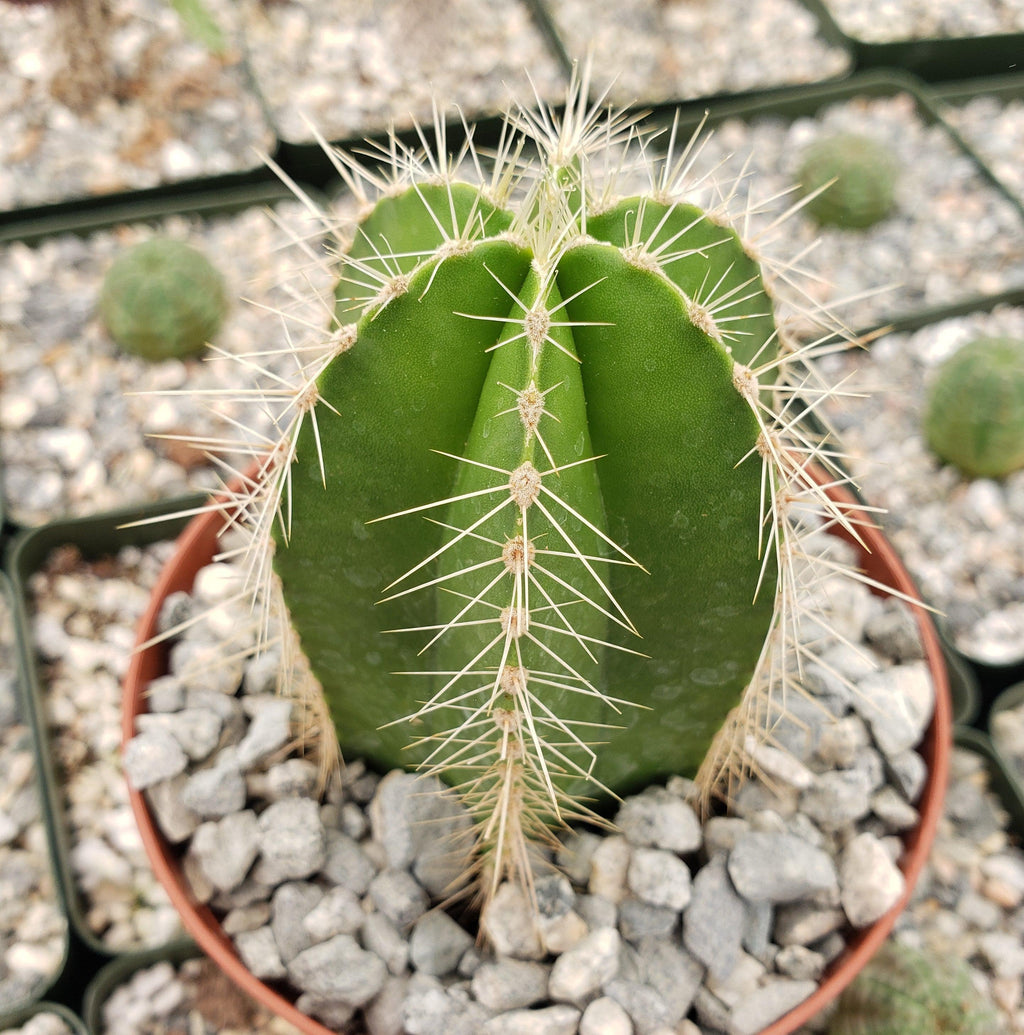 Stenocereus dumortieri