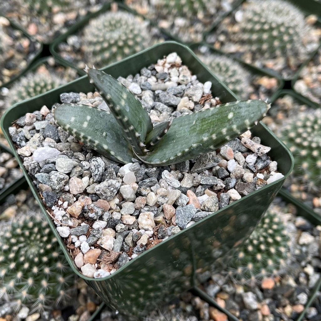 Aloe pearsonii