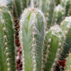 Pilosocereus cephalocereus palmeri