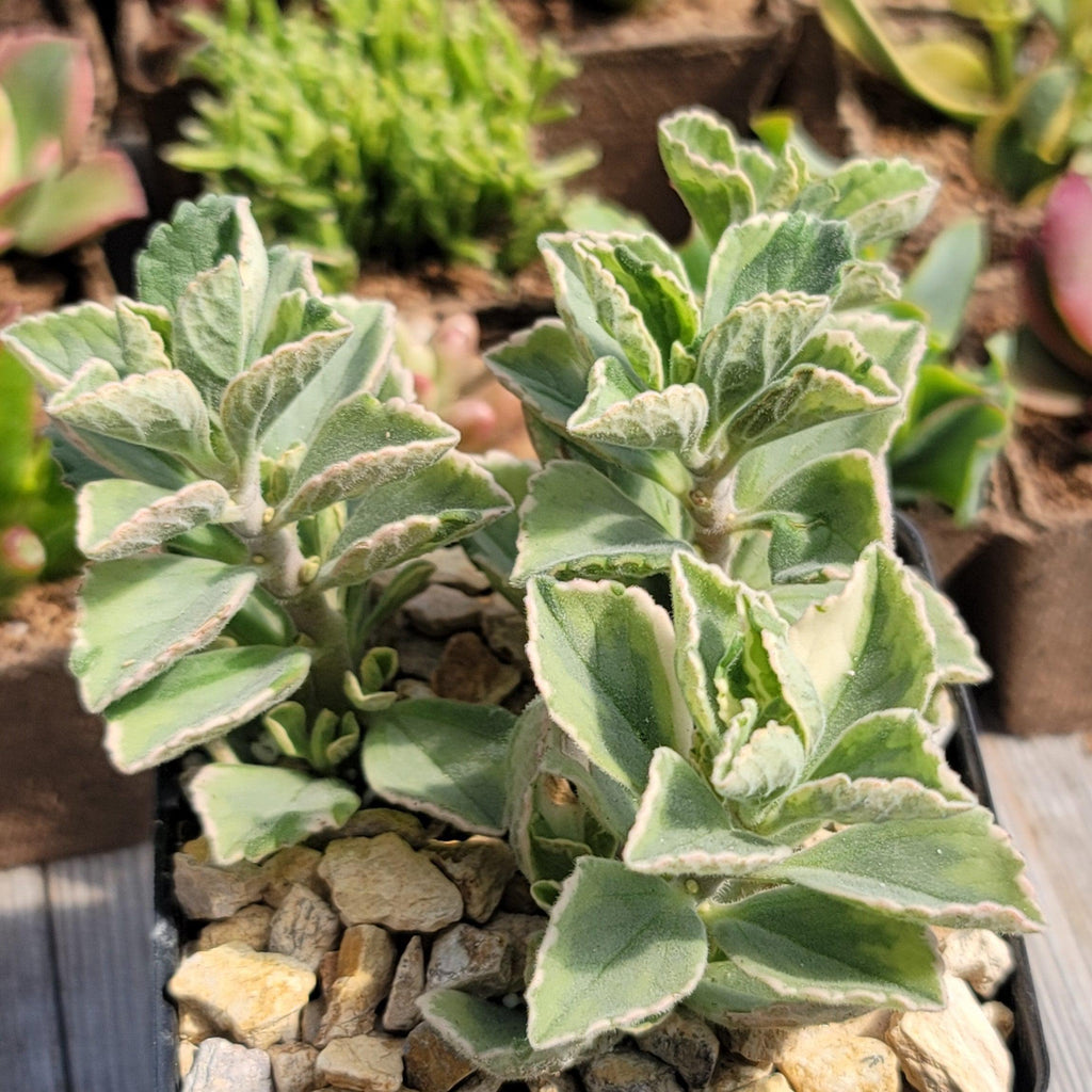 Plectranthus neochilus variegata