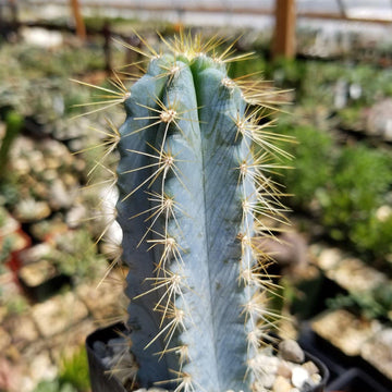 Cactus Azul Shop Brazilian Blue Cactus 'Pilosocereus azureus' | Fast Delivery ...