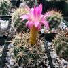 Ferocactus flavovirens