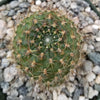 Rebutia vulpina