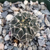 Gymnocalycium stellatum asterium