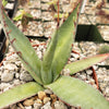 Agave shawii goldmeniana