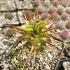 Euphorbia vigueri capuroniana