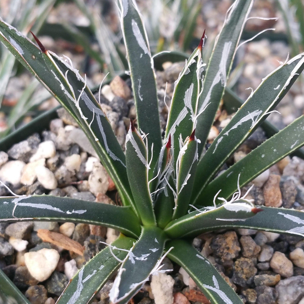 Agave toumeyana bella