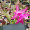 Schlumbergera bridgesii christmas cactus 3 cuttings