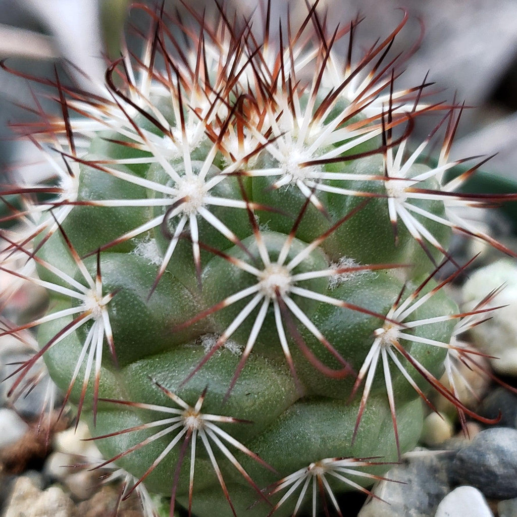 Mammillaria bartschella schumannii