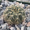 Gymnocalycium stellatum asterium