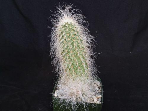 Echinocereus delaetii