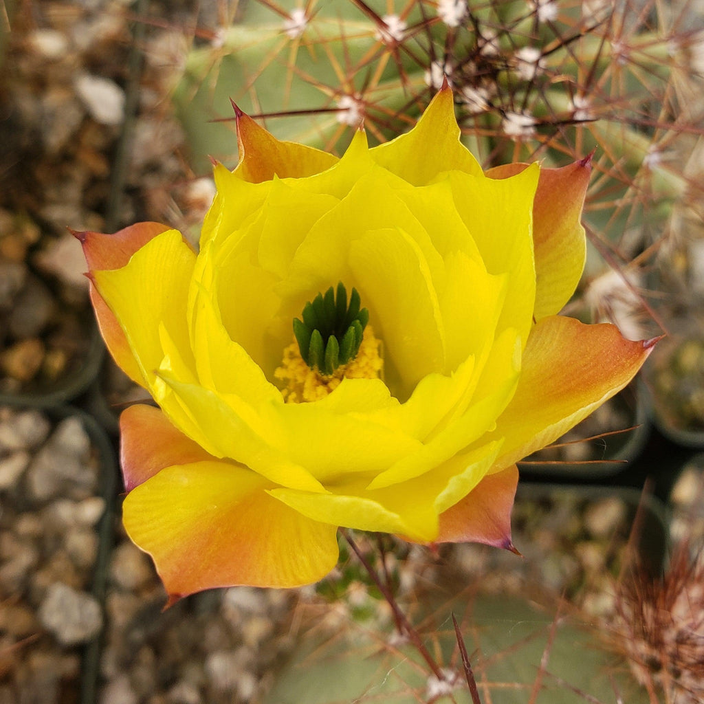 Echinocereus subinermis v. luteus