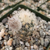 Echinocereus Fitchii