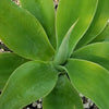 Foxtail Agave - Agave attenuata