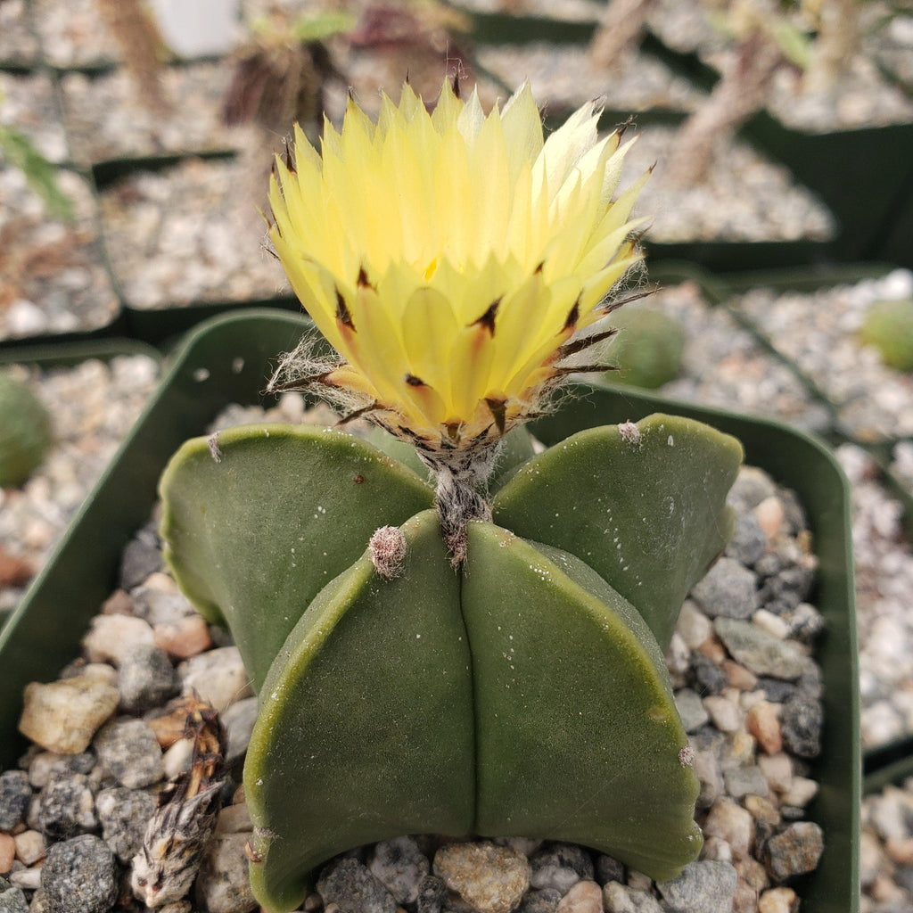 Astrophytum myriostigma var. nudum