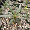 Pachypodium griquense