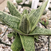 Gasteria Little Warty