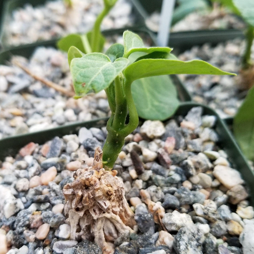 Matelea Gonolobus cyclophyllus