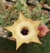 Huernia thuretii var Primulina