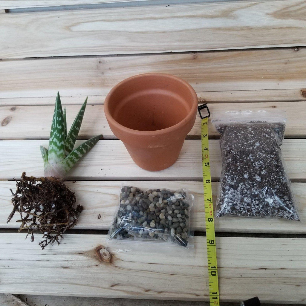 DIY Succulent terracotta 3.5" pot kit