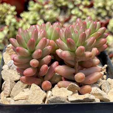 green bean plant succulent Shop 'Sedum aurora – Pink Jellybean Succulent' Care and Info