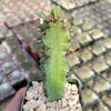 Euphorbia acrurensis abyssinia Desert Candle