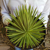 Agave stricta nana ‘Dwarf hedgehog Agave’