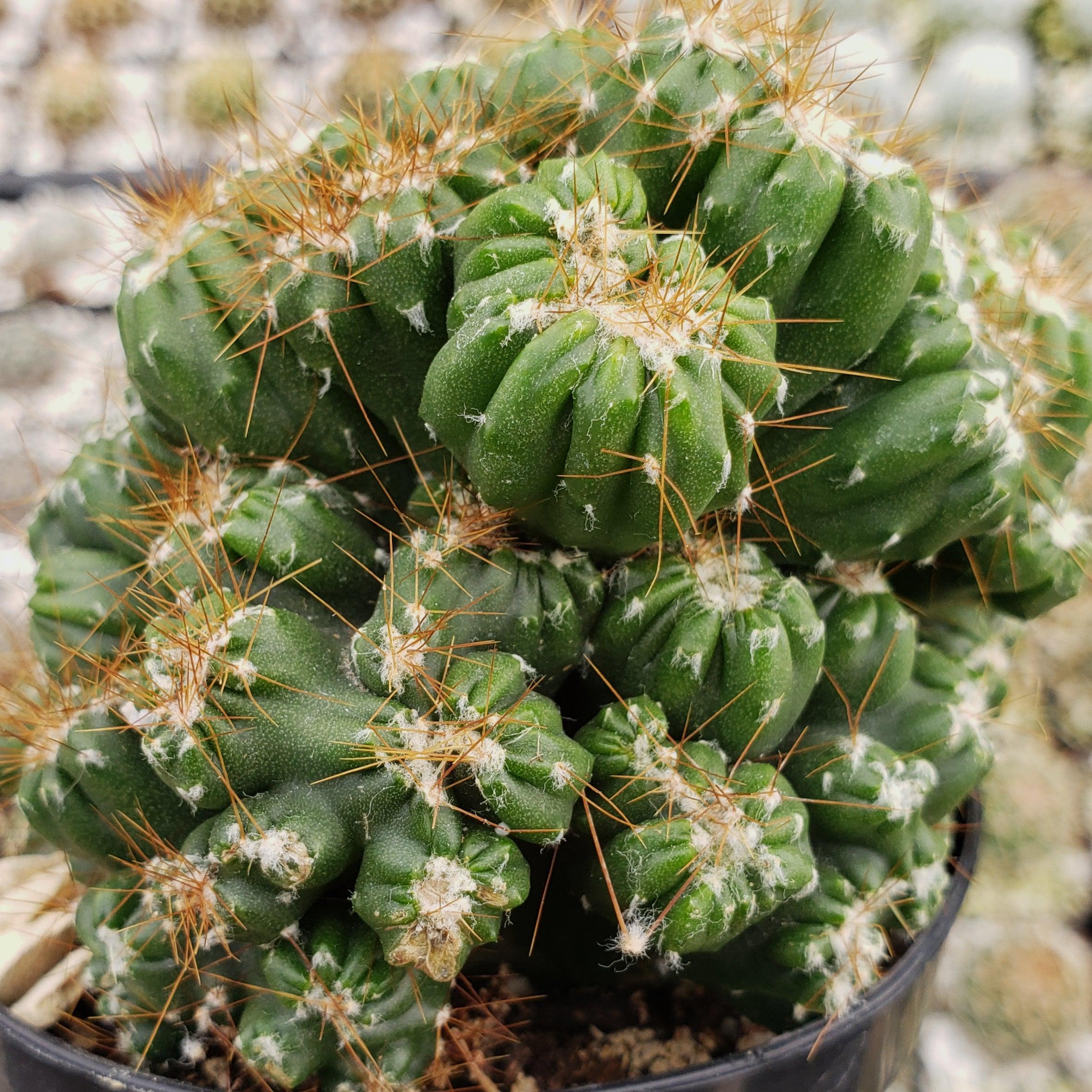 Cereus peruvianus monstrose 'Petra'