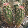 Echinocereus brandegeei