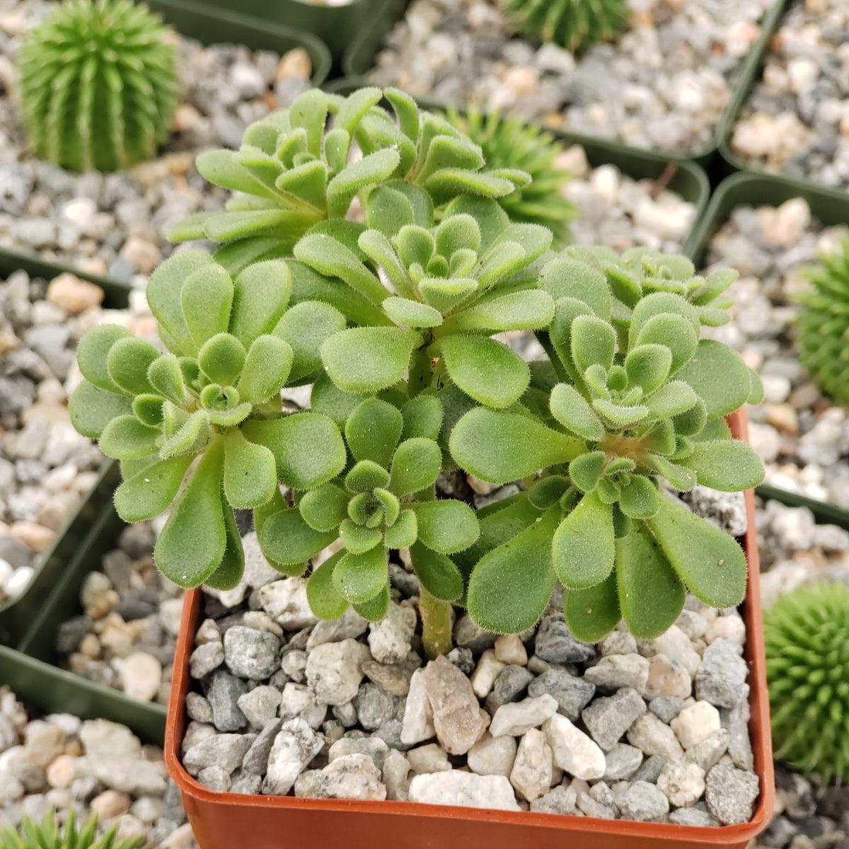 irish bouquet succulent Beautiful Aeonium Bethencourtianum | Gouty Houseleek