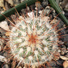 Mammillaria moelleriana