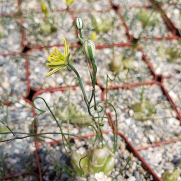 succulent with bulb base Albuca osmynella