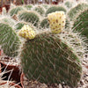 Opuntia pilifera