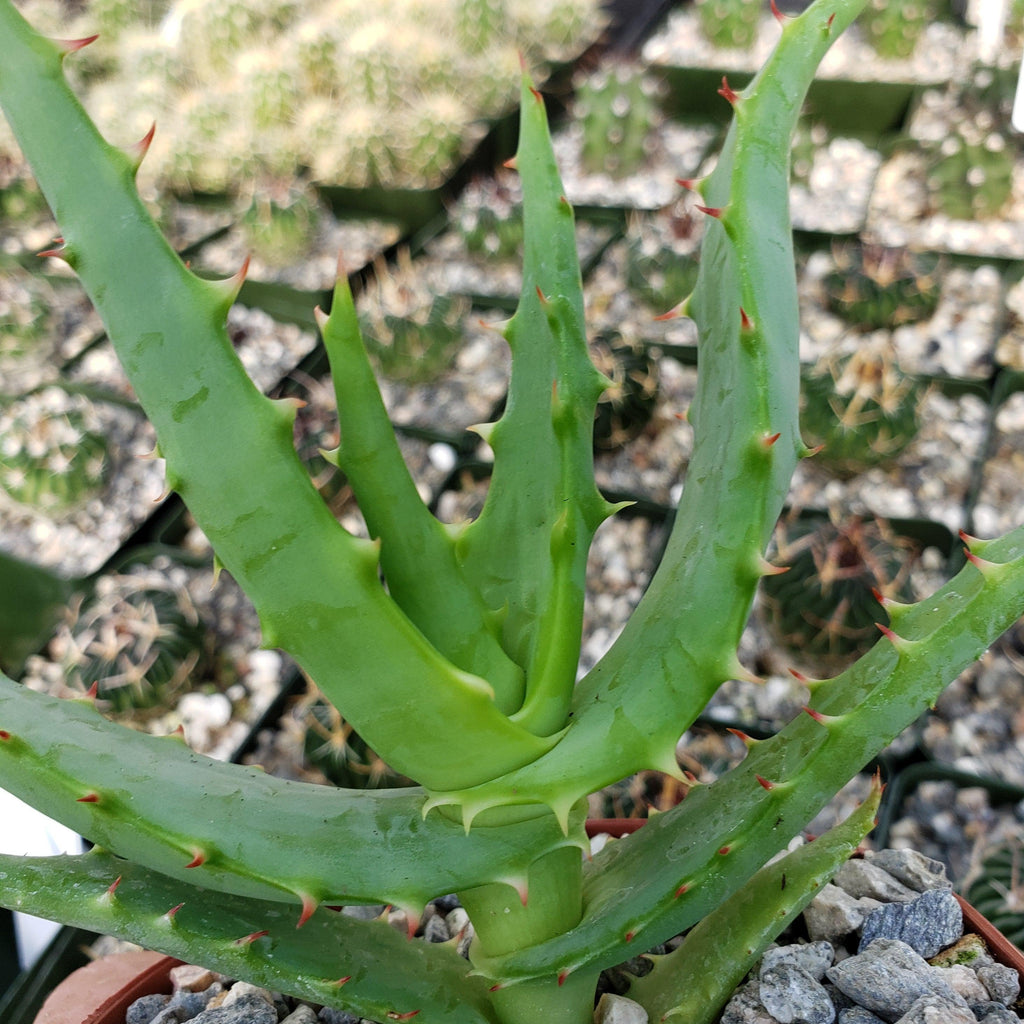 Aloe africana