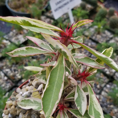 Euphorbia milii Crown of Thorns Variegated
