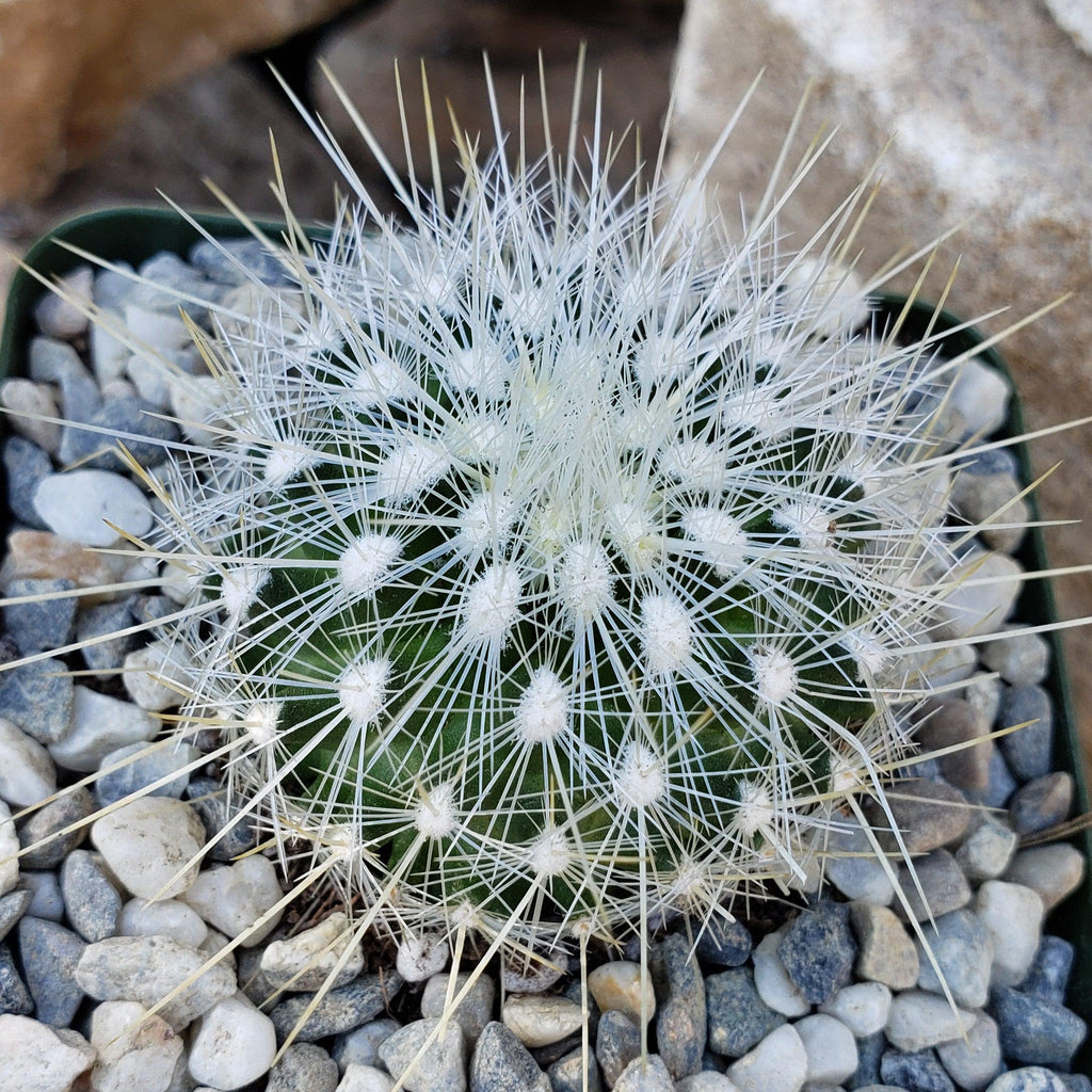 Thelocactus macdowellii