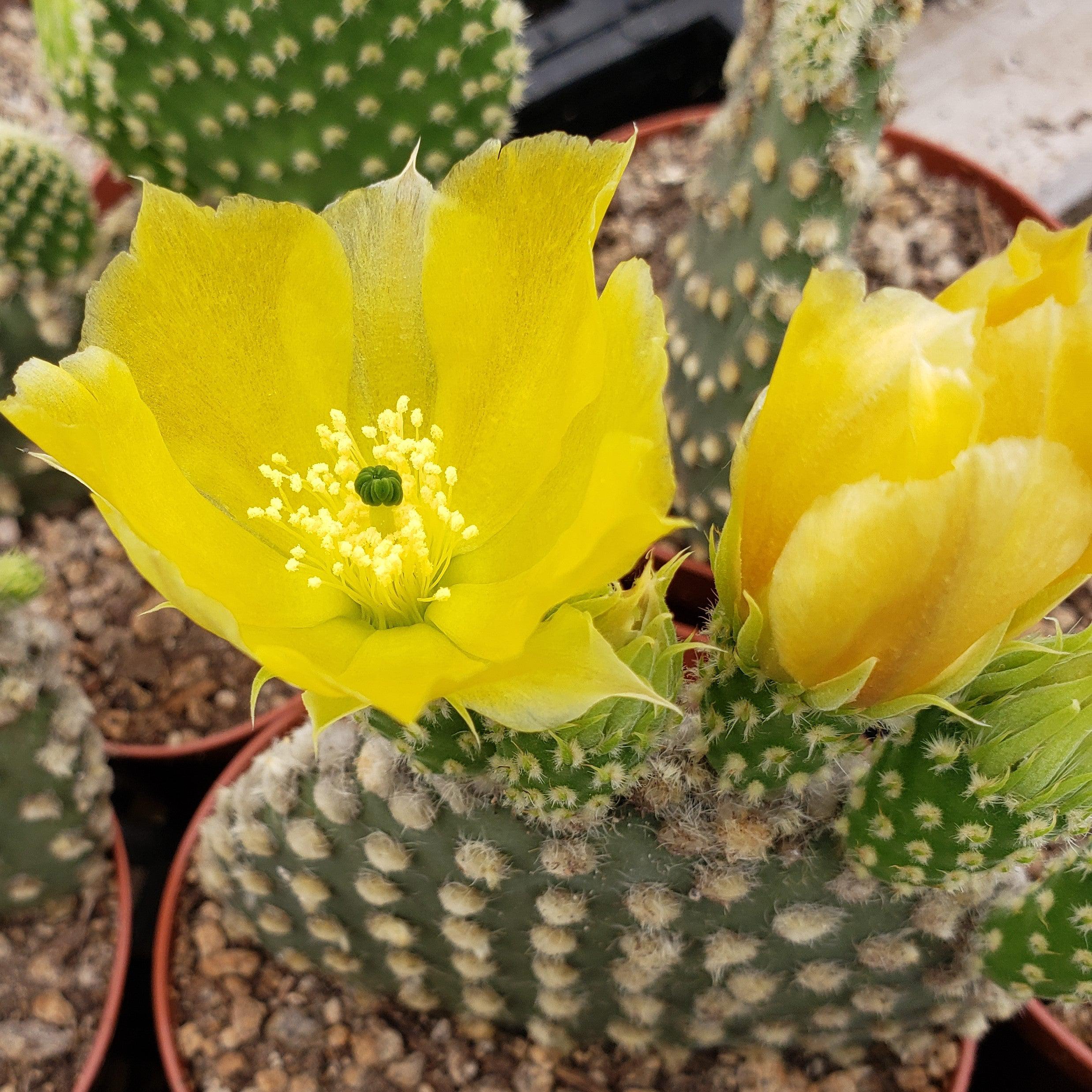 Opuntia microdasys Bunny Ears cutting