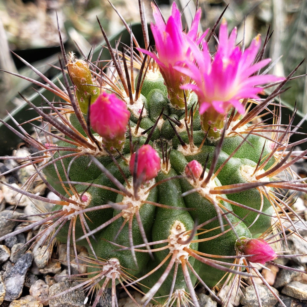 Neochilenia wagenknechtii