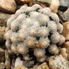 Mammillaria theresae