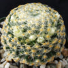 Mammillaria shiedeana