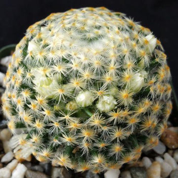 mammillaria eumorpha Mammillaria shiedeana