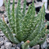 Aloe Humilis