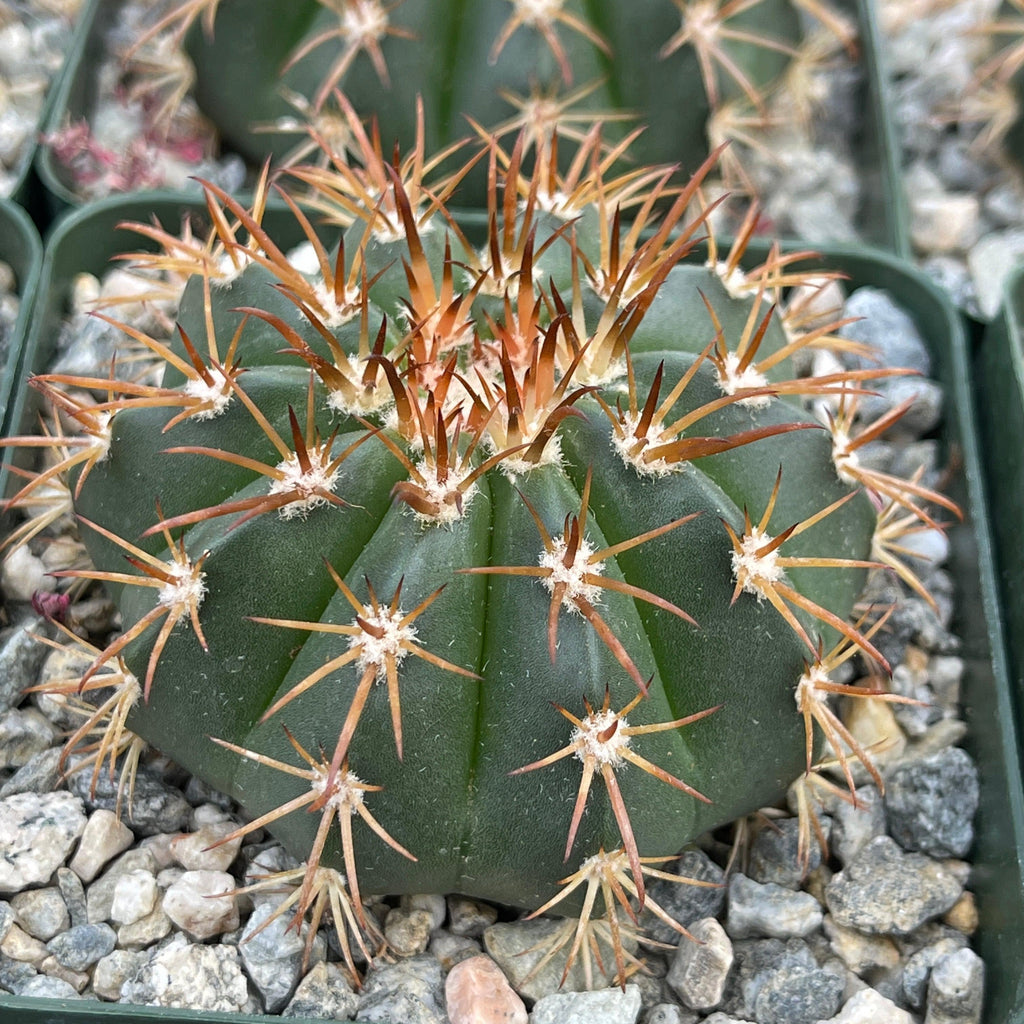 Melocactus conoideus
