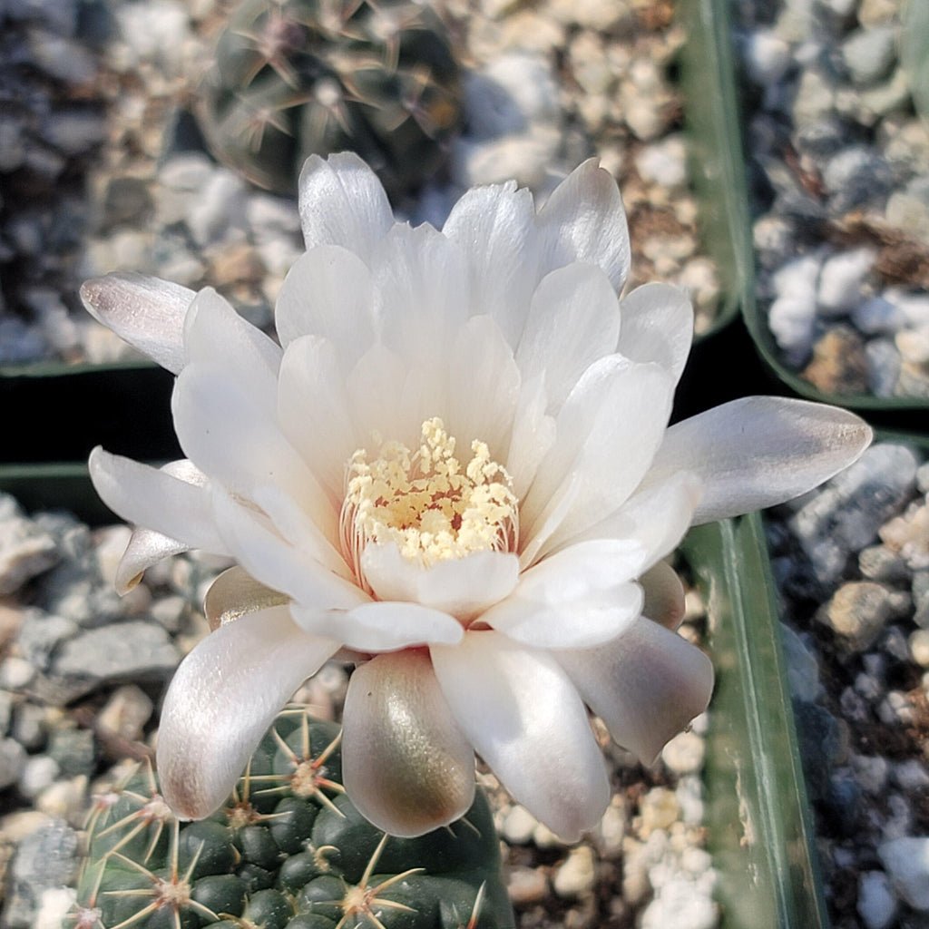 Gymnocalycium amerhauseri
