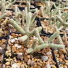 Cylindropuntia ramosissima