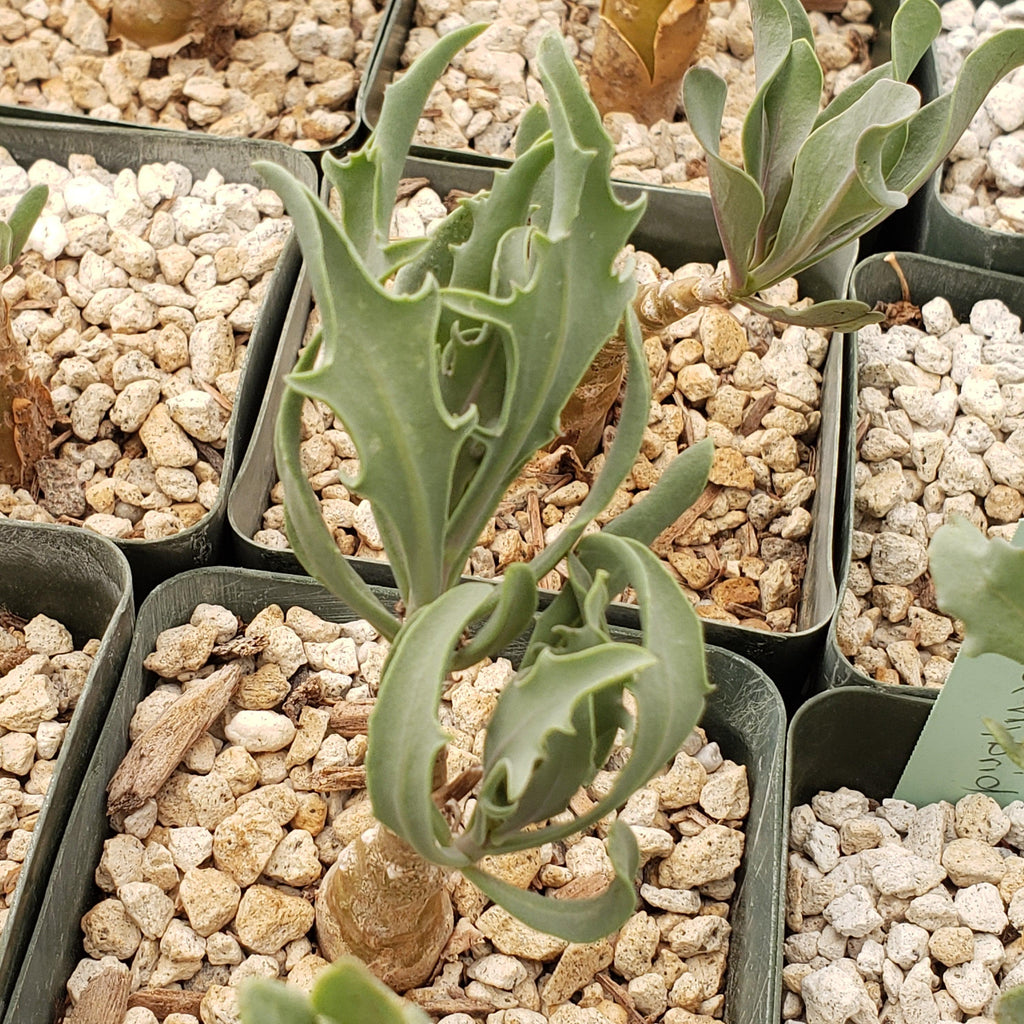 Othonna lobata hybrid