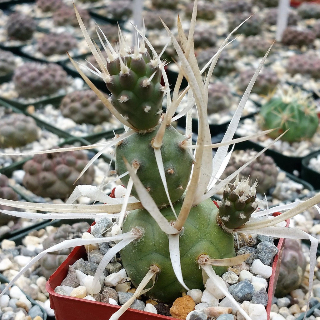 Tephrocactus articulatus v. papyracantus